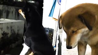 Daru&gaja????