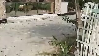 funny videos ????