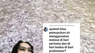 Pemupukan air kolam dengan probiomax tidak perlu molase, garam, atau apapun