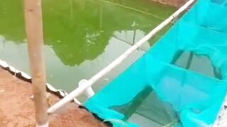 Pantes ikan lele MATI setelah disortir, kalian belum punya alat ini