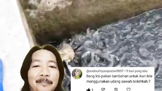 Pakan alternatif lele itu banyak yang perlu kalian sadari itu media kolam, dampak positif dan negatifnya