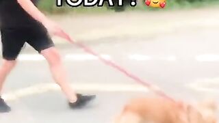 Happy Dogs