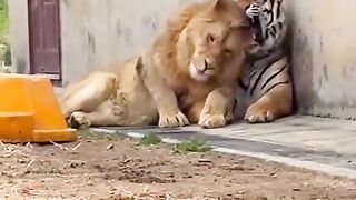 Tiger ???? Lion ???? Friendship
