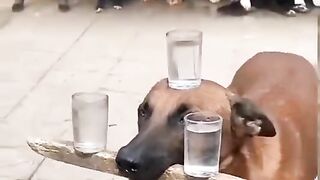 New dog video funny video
