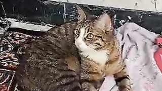 Pishi