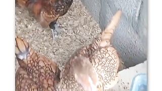 White is chicken