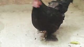 Black chicken
