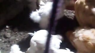 Little white chicken