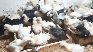 Total chicken