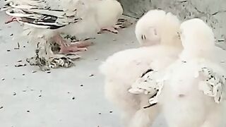 Chicken little