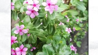 My Fast Video Uploaded