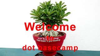 Make Giant Caudexed Adenium