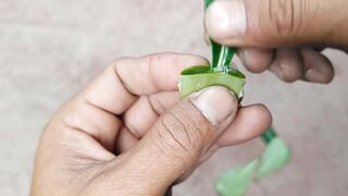 How to Grow Adenium Plant