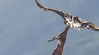 Eagle flying most viral video