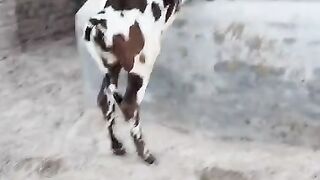 Cattle farm