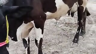 Cattle farm