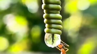 An ant's amazing ability to drink water hanging from a leafn