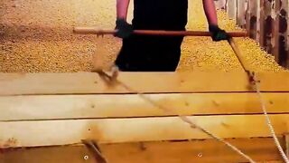 The process of unloading grain from the vehicle
