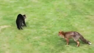 Bengal Cat Vs Zorro