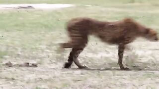 Cheetah & Leopard Fight