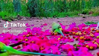 Seen video every one
