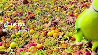 Seen video every one