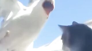 Funniest Cats and Dogs Videos _ Funny Animal Videos #01
