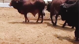 Eid Ul Azha farm house