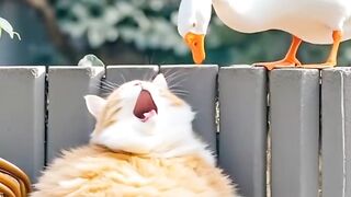 The cat