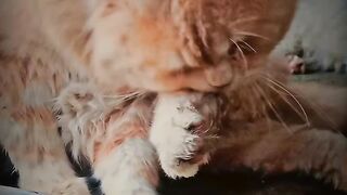 Cat lovers