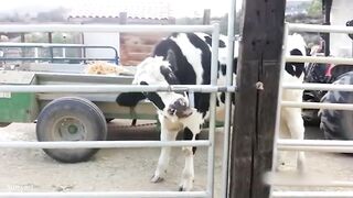 Animals funny videos