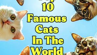 Top ten cats