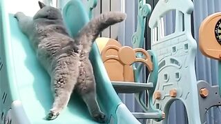 funny cat