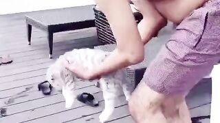 funny cat