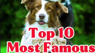 Top ten dogs