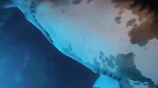 Look at the sharks at the Dubai Aquarium