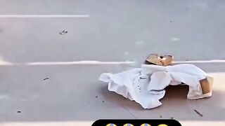 Funny videos