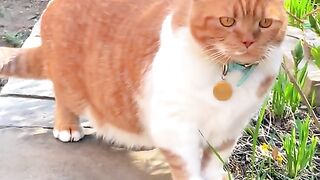 Funny Cat ????????????