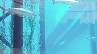 Have you seen the Sharks at the Dubai Aquarium?