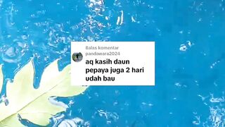 Daun pepaya bikin air kolam jadi bau❗BENAR atau TIDAK