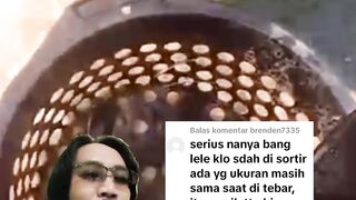 Apakan lele sortiran akhir (kuntet) Tidak bisa tumbuh lagi