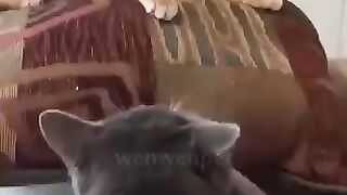 cat and dog funny video