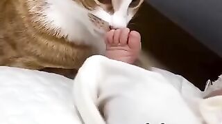 Cats React to Newborn Babies