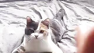 cat are best acter