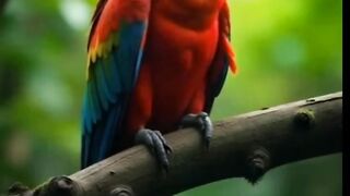 Parrot. তোতা পাখি। #parrot #bird