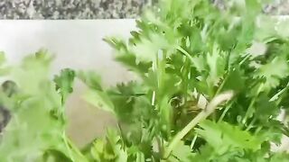 Vitamin K coriander leaf salad