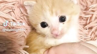 Cute baby cat