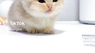 Cute baby kittens cat  #short
