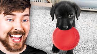 Les animaux les plus mignons du monde !
