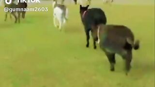Horse race video  ????vs